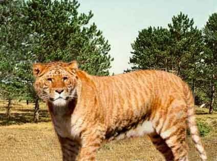 largest cat in the cat family