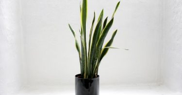Snake Plant